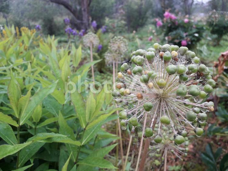 雨上がりのクモの巣と草 雨上がり,クモの巣,植物の写真素材