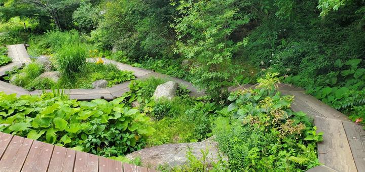 山の緑 山の緑 植物,夏,山の写真素材