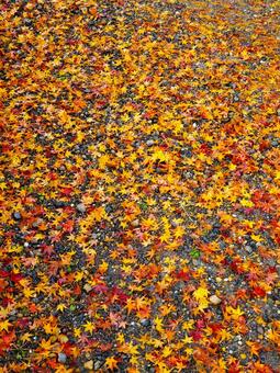 雨上がりの落ち葉 落ち葉,落葉,紅葉の写真素材