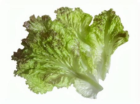 サニーレタス レタス,サニーレタス,フリルレタスの写真素材