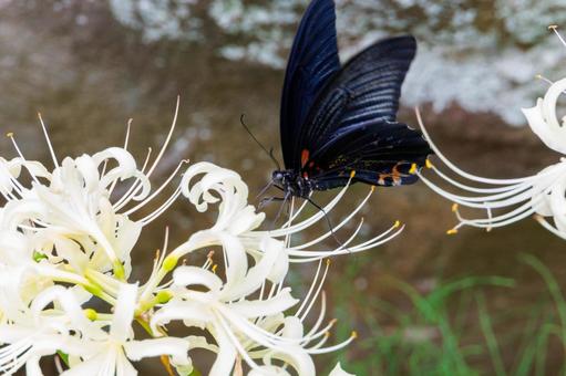 White spider lilies and swallowtail butterflies, JPG White spider lilies and swallowtail butterflies, JPG