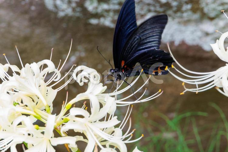 白い彼岸花とアゲハチョウ 彼岸花,秋,植物の写真素材