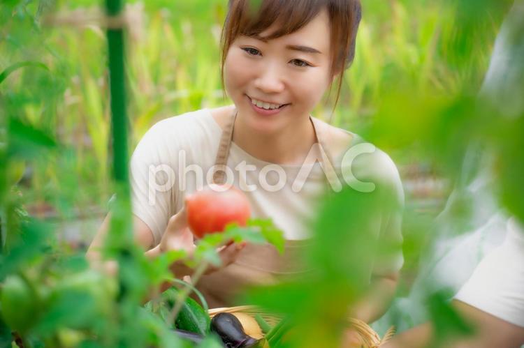 トマトを栽培する女性 家庭菜園,野菜,農業体験の写真素材