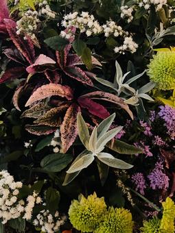 植物 植物の写真