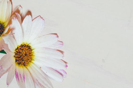 ピンク色のフチの花 ピンク色のフチの花の写真