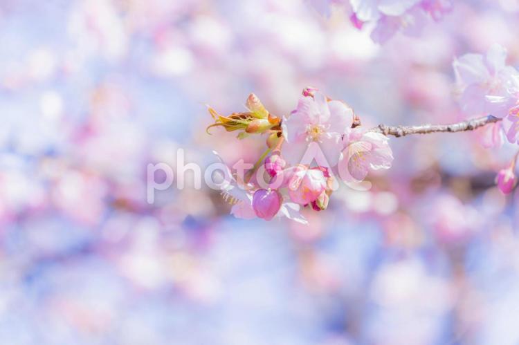 ピンク色の可愛い桜　河津桜 桜,河津桜,花の写真素材