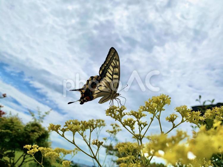 オミナエシの蜜を吸うナミアゲハ 植物,花,オミナエシの写真素材