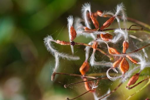 センニンソウ（果実） センニンソウ,仙人草,キンポウゲ科の写真素材
