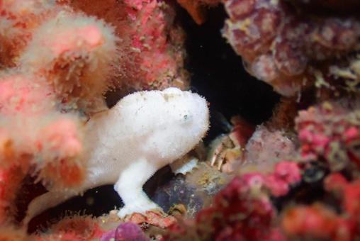三浦 イロカエルアンコウ 三浦 イロカエルアンコウ スキューバーダイビング,ダイビング,イロカエルアンコウの写真素材