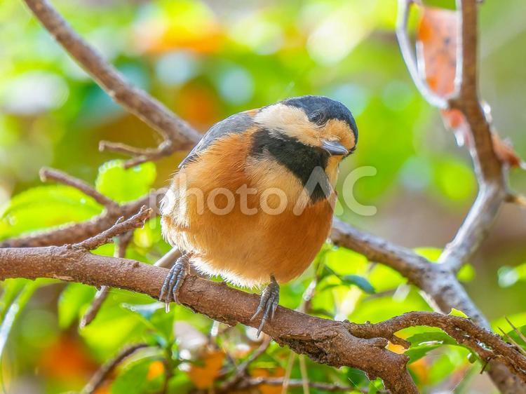 枝にとまるヤマガラ ヤマガラ,野鳥,鳥の写真素材