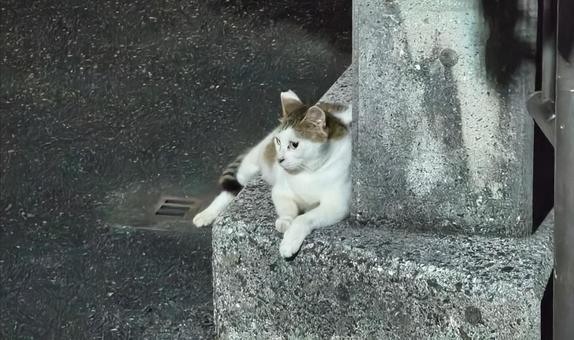 目線で警戒している猫 目線で警戒している猫の写真