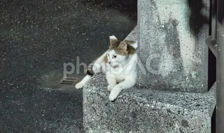 目線で警戒している猫 猫,生き物,動物の写真素材
