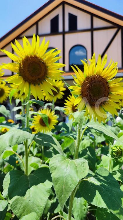 夏を抱きしめる花畑 ひまわり,洲原ひまわりの里,黄金色の花畑の写真素材