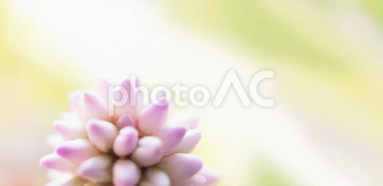 ヒメツルソバの花をベースにした背景素材 ヒメツルソバ,黄色,デザインの写真素材