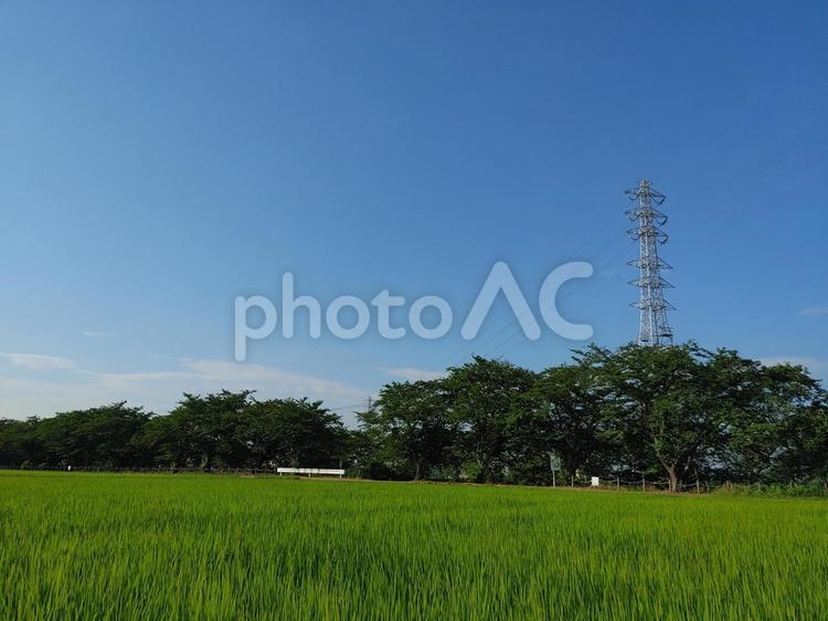 田舎の風景 風景,田,田んぼの写真素材