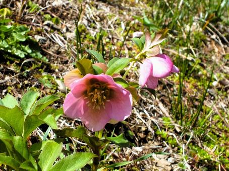 淡いピンク色のクリスマスローズ クリスマスローズ,花,春の花の写真素材