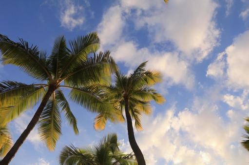 ヤシの木 ヤシの木 ヤシの木,ヤシ,木の写真素材