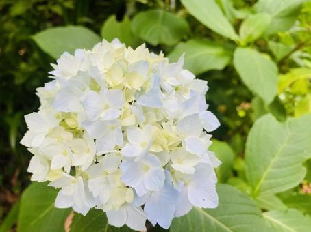 紫陽花 紫陽花の写真