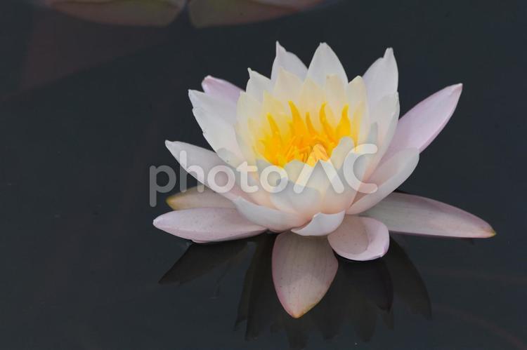 睡蓮の花が咲き出しました スイレン,池,５月の写真素材