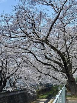 Cherry blossoms along Aso River, JPG