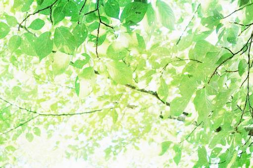 A dazzling green background with sunlight filtering through the fresh green leaves 2, JPG
