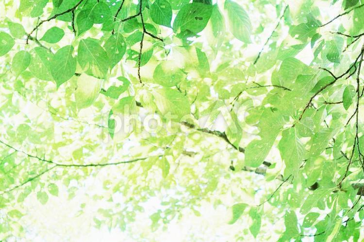 新緑の木漏れ日が眩しい緑の背景2 新緑,キラキラ,背景の写真素材