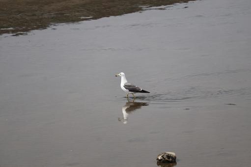 海の浅瀬を歩くカモメがいる風景 海,浅瀬,歩くの写真素材