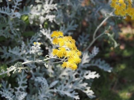 Photo, shirota aegi, flower, yellow, 