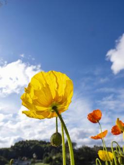 Poppies in full bloom on blue sky, JPG