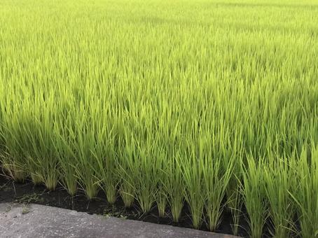田んぼ 田んぼの写真