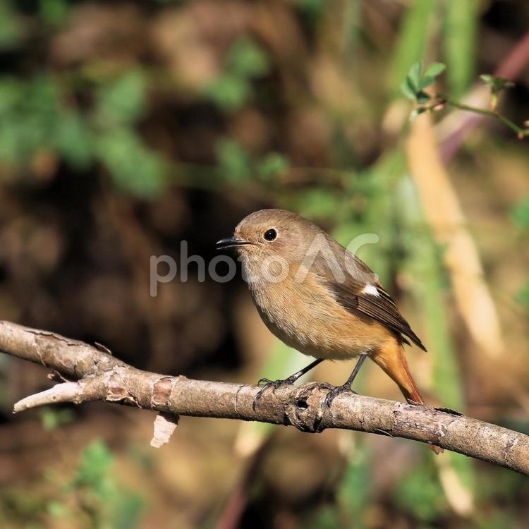 ジョウビタキ♀ ジョウビタキ,メス,ジョビコの写真素材