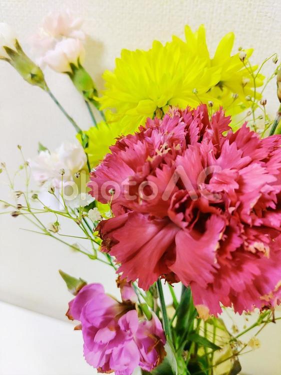 カーネーションと菊とかすみ草 花,カーネーション,菊の写真素材