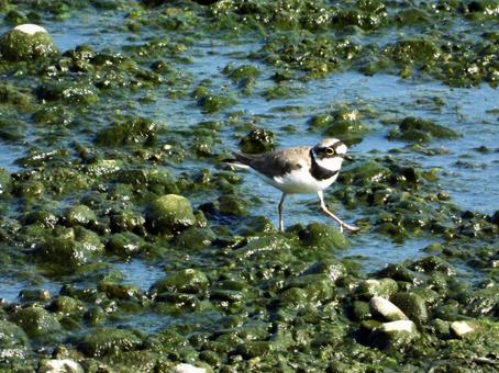 Photo, bird, wild bird, little ringed plover, 
