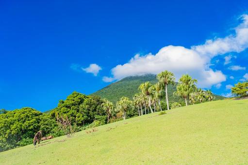 鹿児島　開聞山麓自然公園（トカラ馬牧場） 開聞山麓自然公園,トカラ馬牧場,開聞岳の写真素材