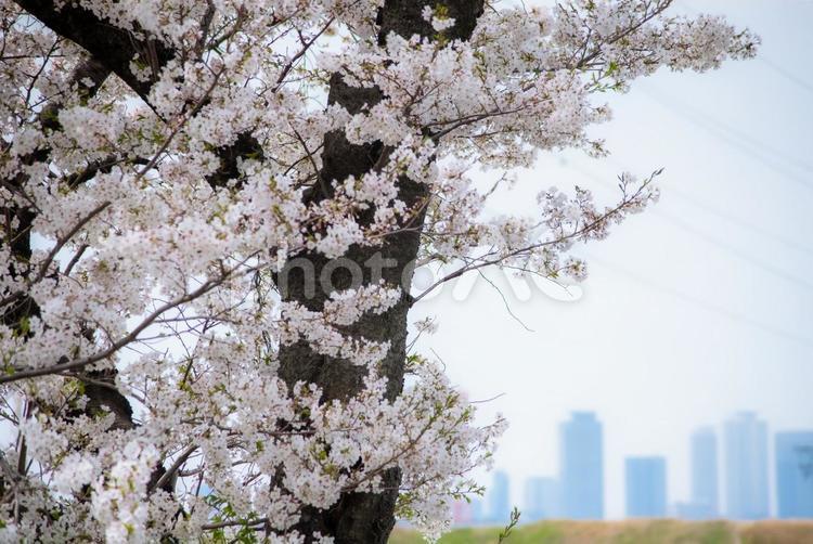 桜並木 桜,サクラ,ピンクの写真素材