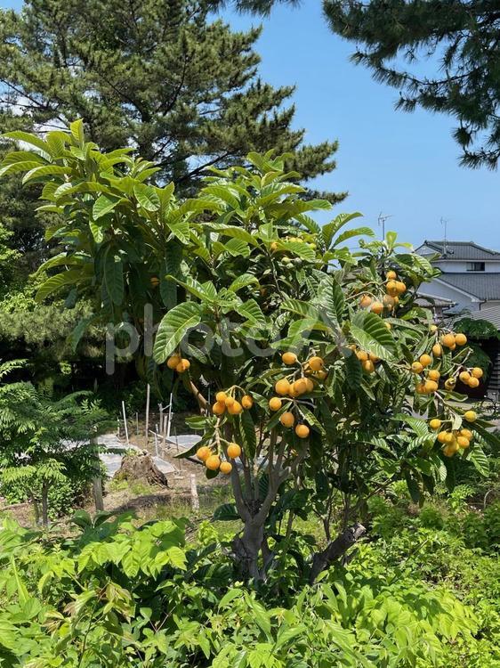 庭先に実る枇杷の実 枇杷,果実,栽培の写真素材