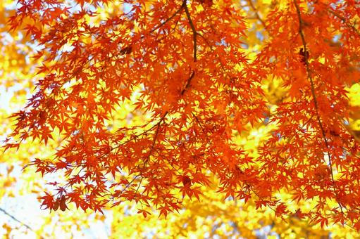 Burning autumn, JPG Burning autumn, autumn leaves, yellow leaves, red, JPG