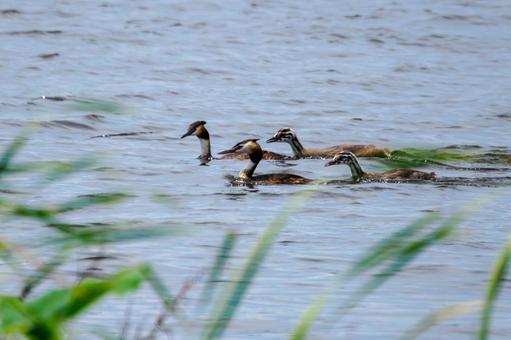 Photo, bird, great crested grebe, wild bird, 