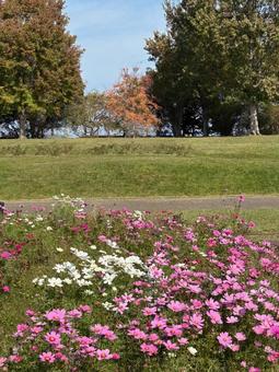 コスモス畑と散歩道 コスモス,コスモス畑,花壇の写真素材