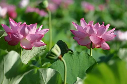 神聖な花 神聖な花の写真
