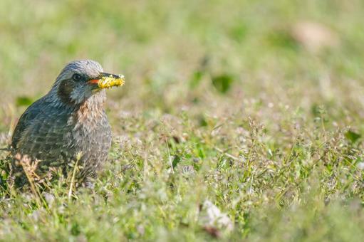 タンポポを食べるヒヨドリ・コピースペース タンポポを食べるヒヨドリ・コピースペースの写真