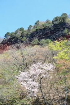十和田湖の観光名所 湖上からの五色岩と桜 十和田湖,五色岩,崖の写真素材