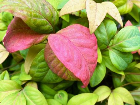 オタフクナンテン（お多福南天）２５ オタフクナンテン,お多福南天,赤いの写真素材