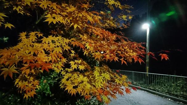 紅葉 紅葉の写真