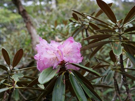 飛龍山のシャクナゲ 飛龍山のシャクナゲ 石楠花,しゃくなげ,シャクナゲの写真素材
