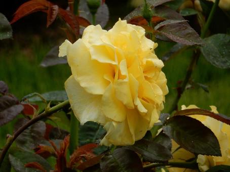 【薔薇の写真】バラの花 【薔薇の写真】バラの花 薔薇,植物,自然の写真素材