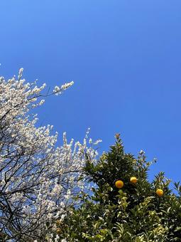 Photo, blue sky, spring, warm, 