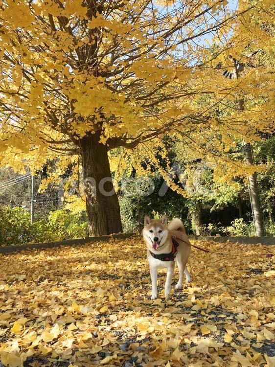 イチョウ並木と柴犬 銀杏並木,銀杏,秋の写真素材
