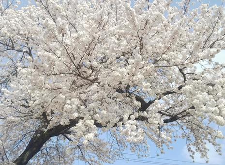 福島の春 春,花,桜の写真素材