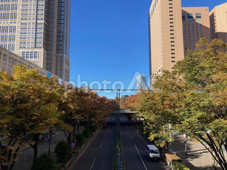 西新宿　都庁とハイアットの紅葉と青い空 秋空,ビル,秋の写真素材